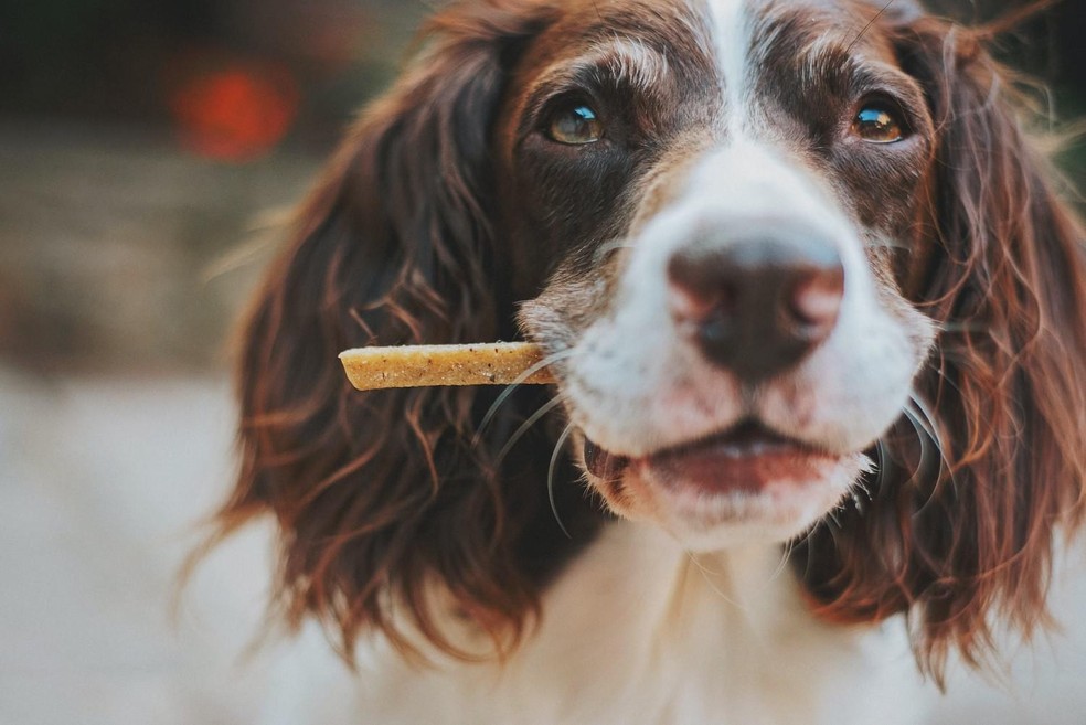 Letargia, náusea, vômito, hipotermia e convulsões são sintomas da intoxicação em cães — Foto: ( Unsplash/ CreativeCommons)