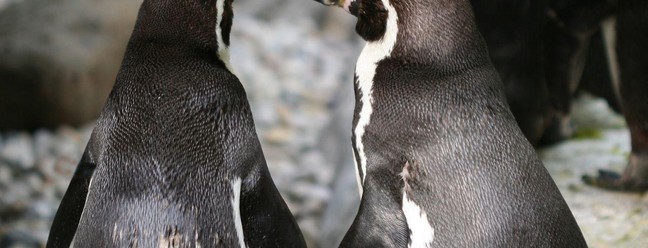 Os pinguins costumam ter relações homoafetivas monogâmicas e, inclusive, "adotam" ovos deixados por casais heterossexuais