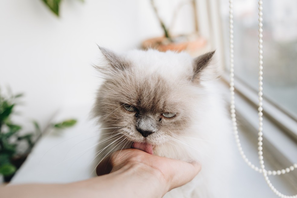 Afeto e criação de vínculos são algumas razões por trás de gatos que lambem seus tutores — Foto: Pexels/ Tranmautritam/ Creative Commons