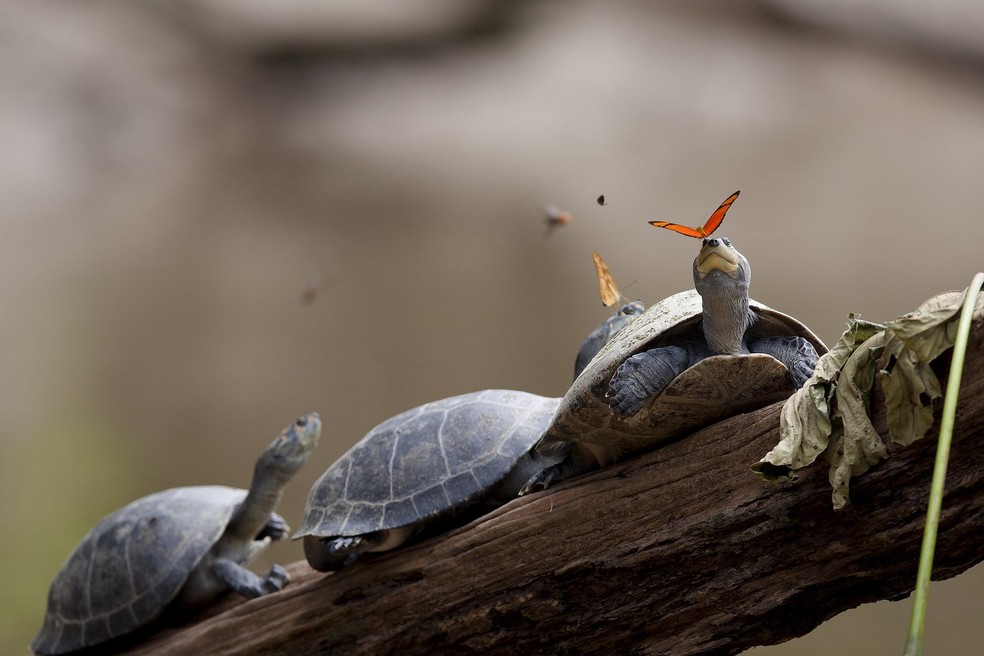 Borboletas bebendo as lágrimas de tartarugas no Equador — Foto: amalavida.tv/ Wikimedia Commons/ Creative Commons