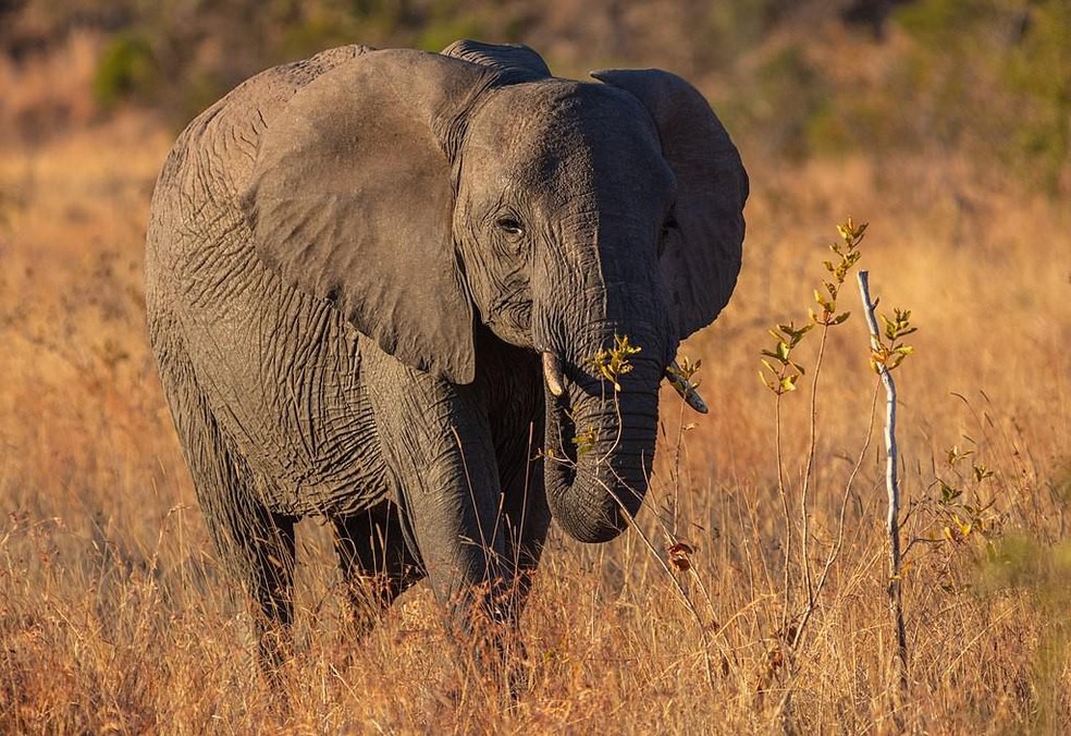 Os elefantes africanos são maiores que os asiáticos — Foto: ( Diego Delso/ Wikimedia Commons/ CreativeCommons)