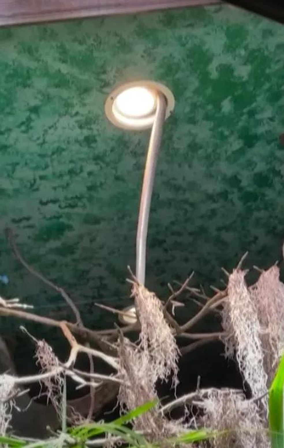Houdini conseguiu escapar através de um espaço deixado pela instalação de novas e menores lâmpadas no teto — Foto: ( YouTube/ Sharjah24 News/ Reprodução)