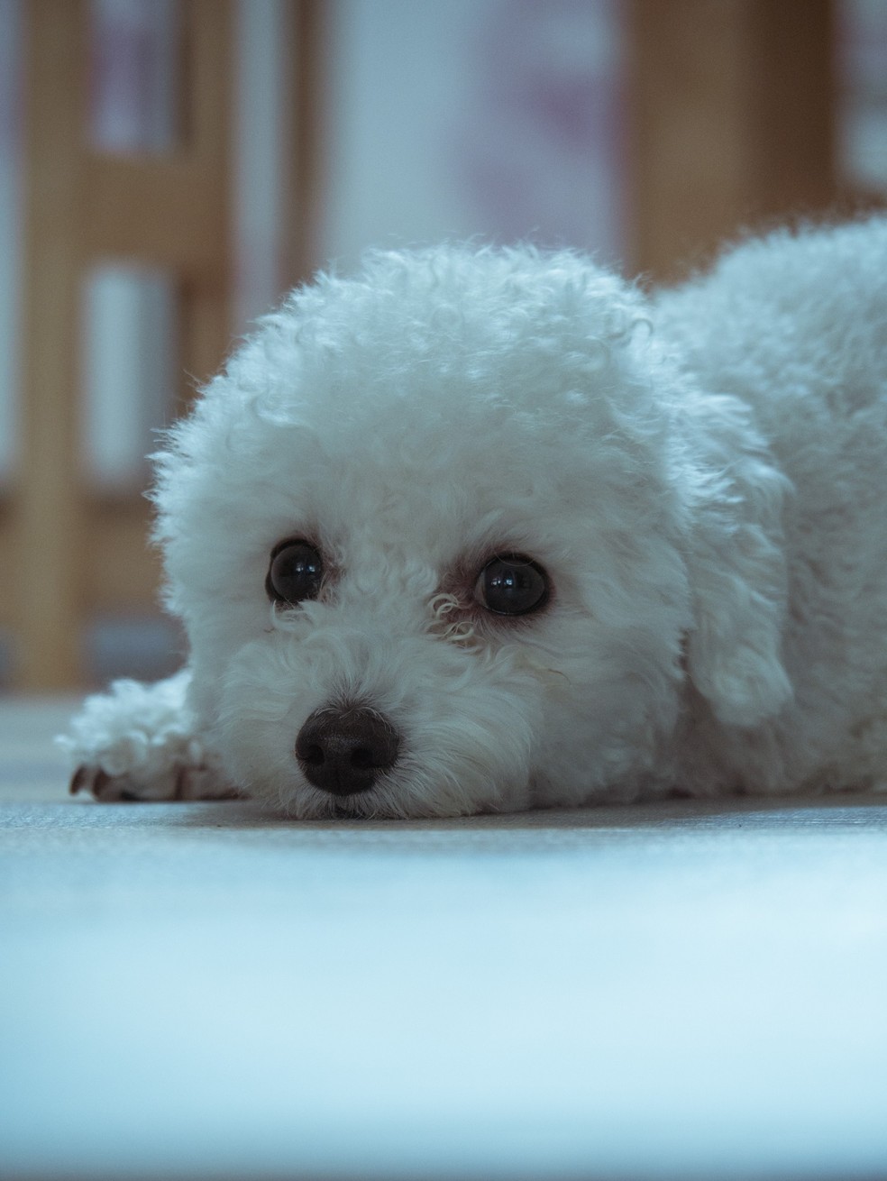 O poodle é uma das raças de cães que é suscetível a desenvolver a doença — Foto: Unplash/ CreativeCommons