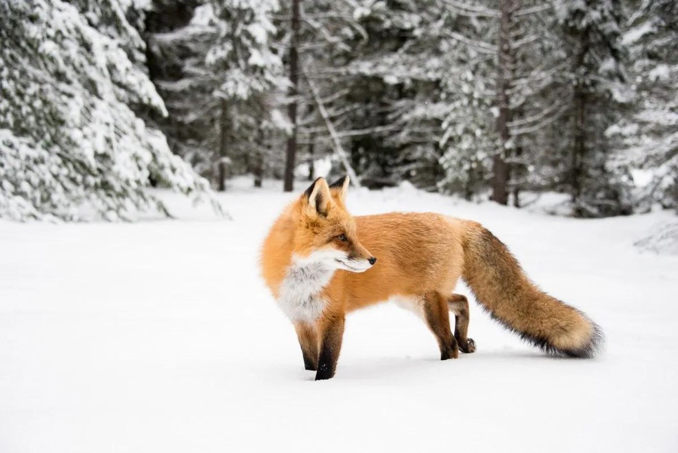 As raposas verdadeiras, como a raposa-vermelha, habitam apenas o hemisfério norte — Foto: ( Unsplash/ Amanda Frank/ CreativeCommons)