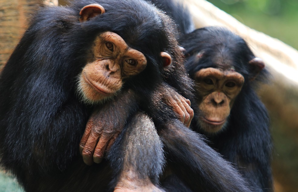 De certo modo, chimpanzés adolescentes enfrentam a mesma tempestade psicológica que os humanos dessa idade — Foto: Canva/ CreativeCommons