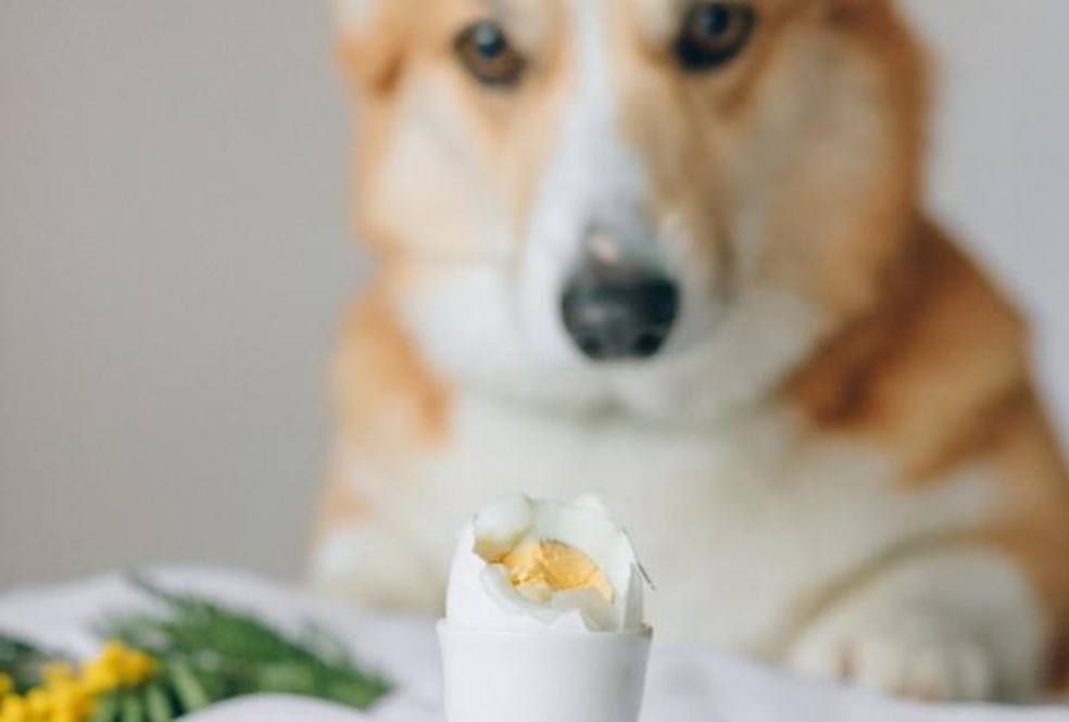 Cachorro pode comer OVO? Benefícios e preparação