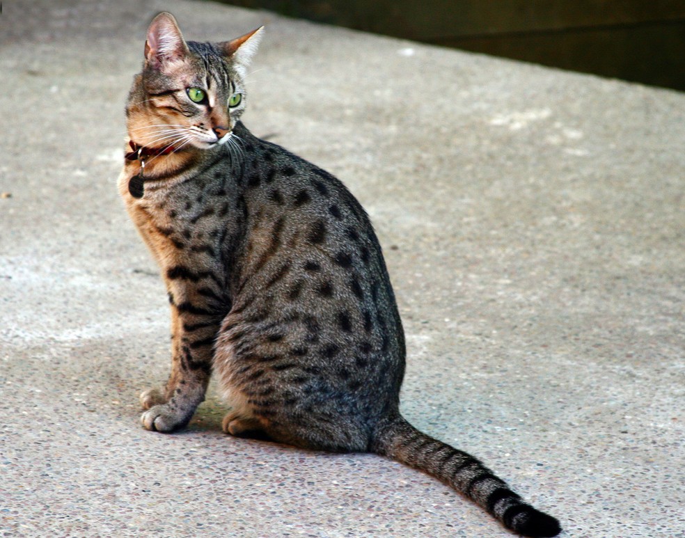 Esse gato apresenta semelhança com os felinos encontrados nas pinturas das tumbas dos faraós — Foto: liz west/ Wikimedia Commons/ CreativeCommons