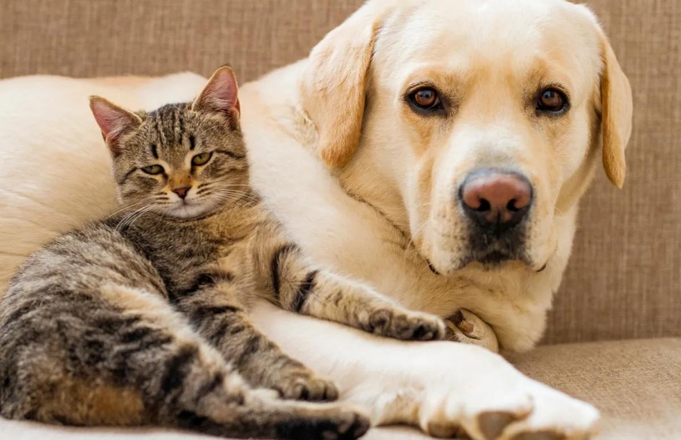 Cães e Gatos – Neurótico 2