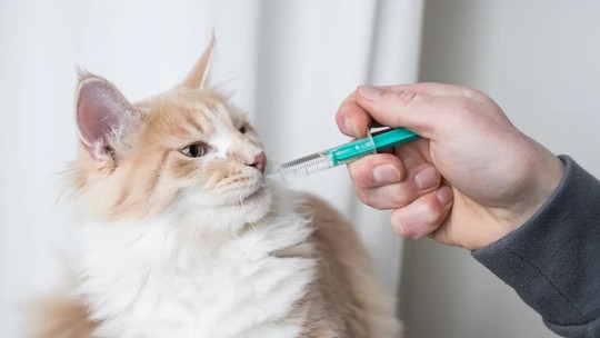 Medicação contínua para cães e gatos: como conduzir o paciente 