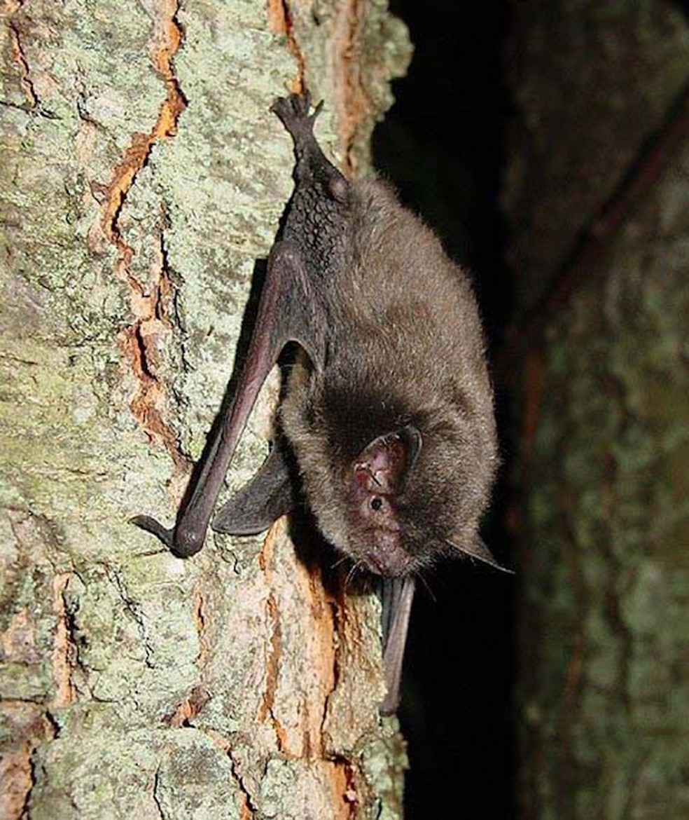 Morcego - Myotis Sodalis — Foto: Domínio Público/ Wikimedia Commons/ Creative Commons