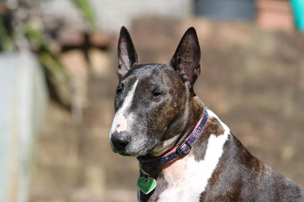 Marca 2025 bull terrier