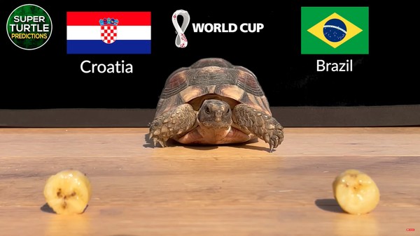 Brasil x Sérvia: as previsões dos 'animais videntes' para o jogo, Comportamento