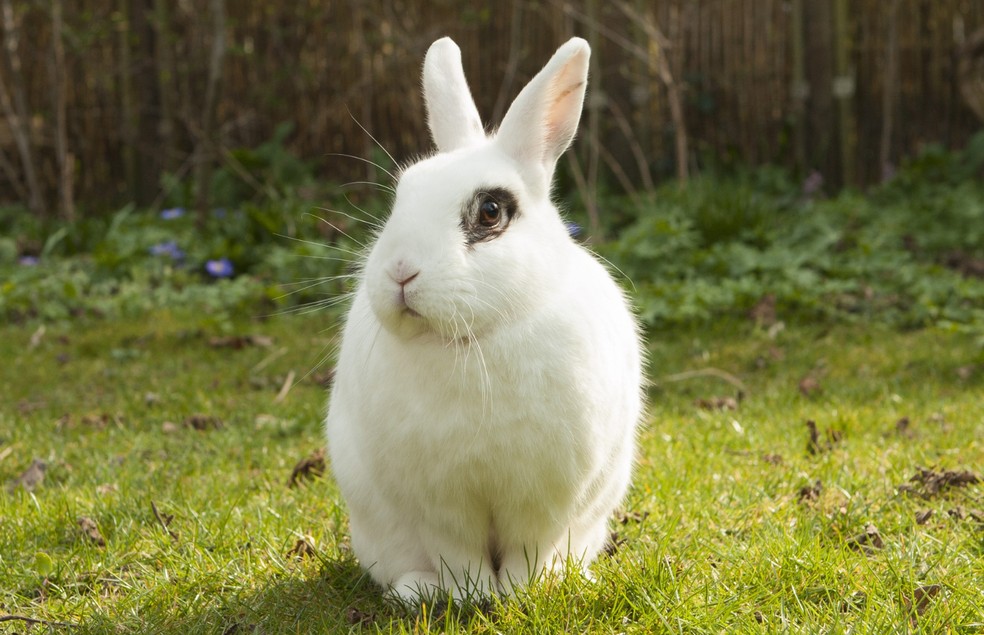 O coelho é um dos animais mais atendidos nas clínicas de pets não convencionais  — Foto: Canva/ Creative Commons