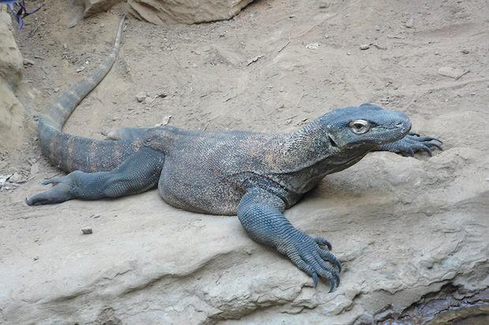 A saliva do dragão-de-komodo é venenosa  — Foto: TimVickers / Wikimedia Commons / CreativeCommons