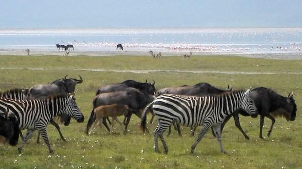 Zebras e gnus próximos ao lago da cratera Ngorongoro, na Tanzânia — Foto: gailhampshire/ Wikimedia Commons/ Creative Commons