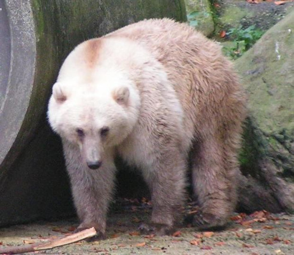 O animal híbrido de um urso polar e um urso pardo possui pelagem mesclada — Foto: ( Corradox/ Wikimedia Commons/ CreativeCommons)
