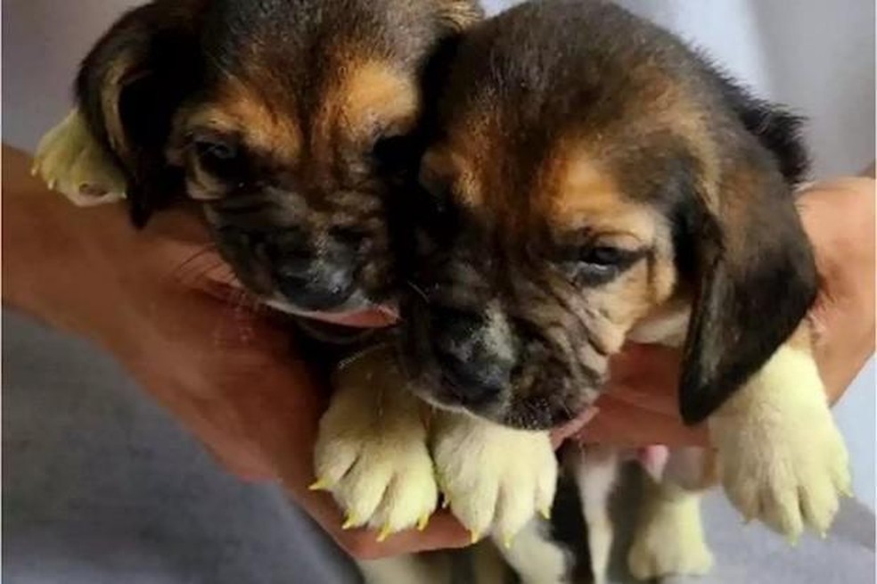 Os dois beagles completaram 22 meses em julho de 2022 — Foto: ( Okjae Koo/ Divulgação)