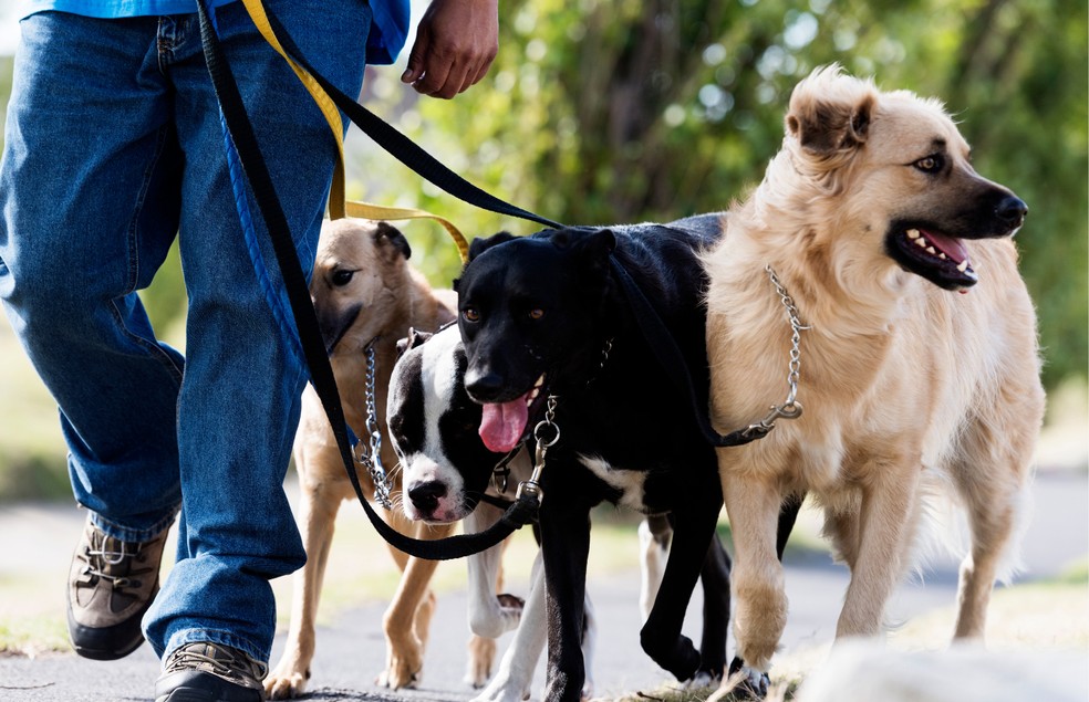 O passeador de cães deve ter conhecimento sobre comportamento canino  — Foto: Canva/ Creative Commons 