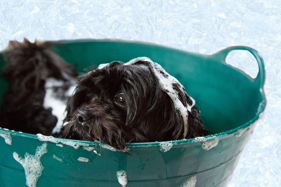 Para dar banho no cachorro em casa, são necessários alguns cuidados para garantir a saúde do animal — Foto: ( Pixabay/ AmandaCullingford/ CreativeCommons)