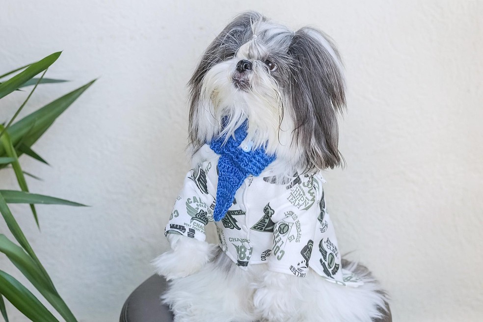O cão Bolinha vestindo uma roupa feita por Suely — Foto: ( Mayara Morelli/ Arquivo pessoal)