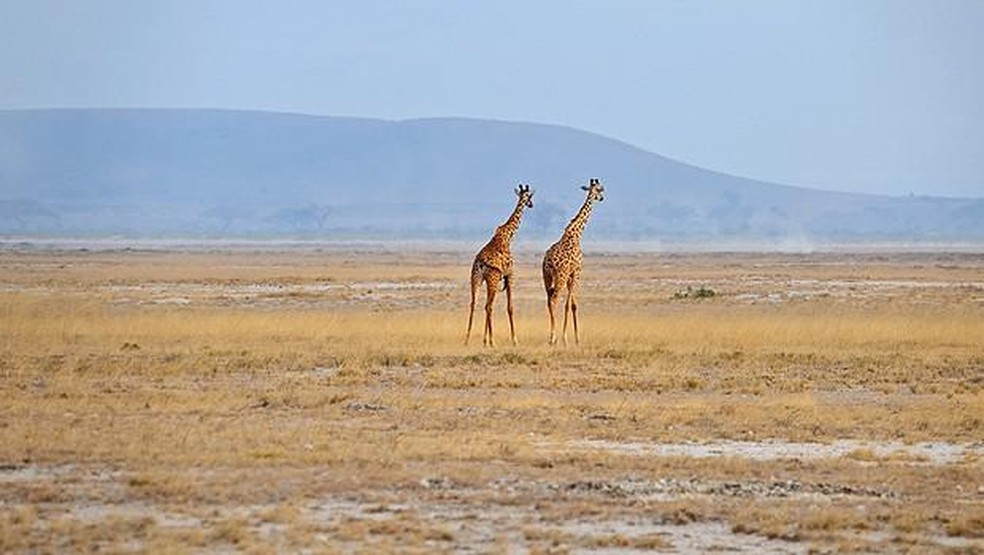 Girafas passeando no aeroporto Phinda Airstrip, na África do Sul — Foto: ( PrivateFly/ Reprodução)