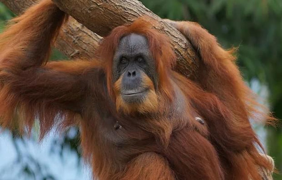 Bella, a orangotango mais velha do mundo, tem 61 anos — Foto: ( GWR/ Reprodução)