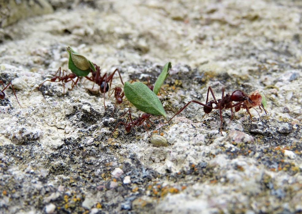 A Atta mexicana é um tipo de formiga-cortadeira encontrada no México e no estado do Arizona, nos Estados Unidos — Foto: Ma. Eugenia Mendiola González/ Wikimedia Commons/ Creative Commons