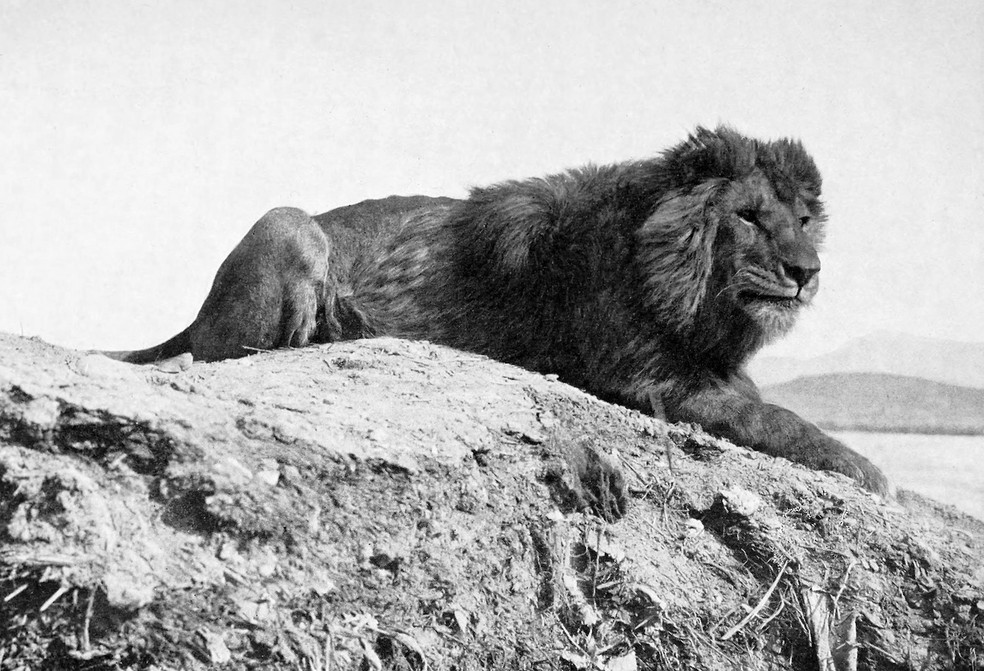 Leão-da-barbária – Panthera leo leo — Foto: Domínio Público/ Wikimedia Commons