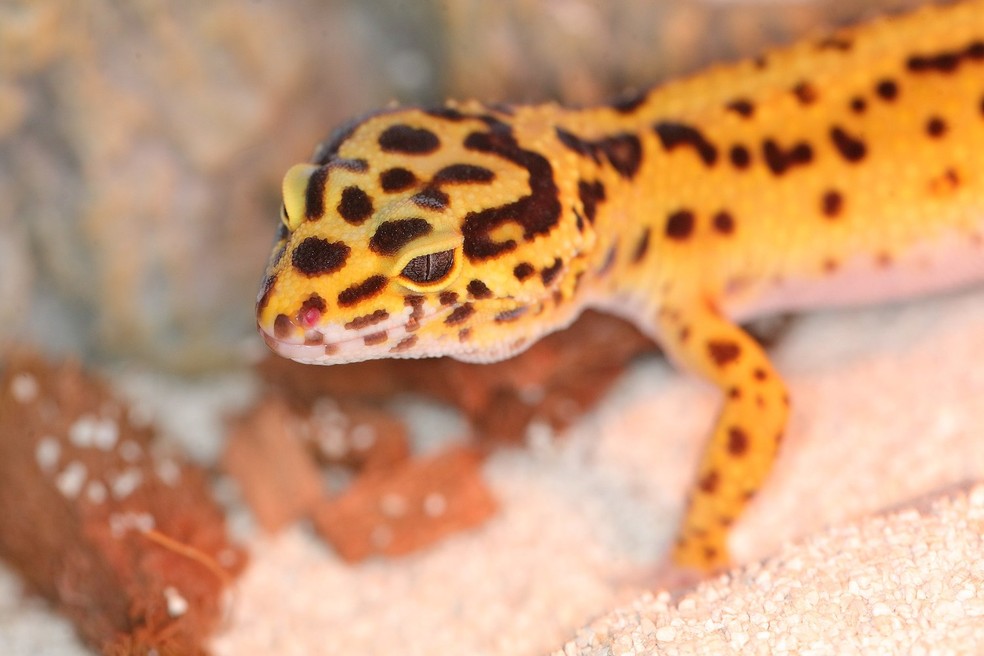 Geco-leopardo – Eublepharis macularius — Foto: Christian von Faber-Castell/ Wikimedia Commons/ Creative Commons
