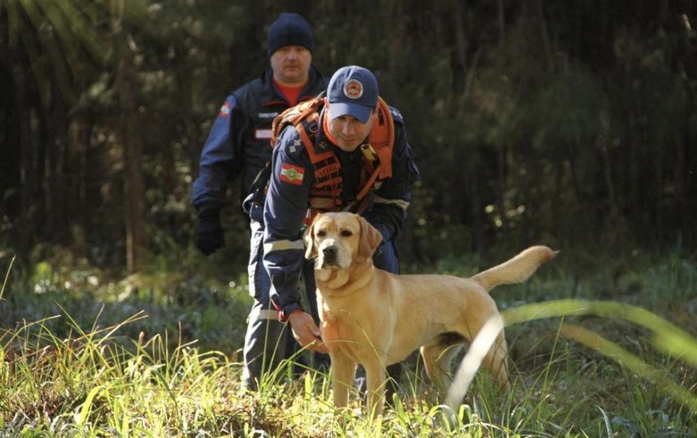 VÍDEO: Bombeiro que trabalhou em Brumadinho mostra resgate emocionante de  cão