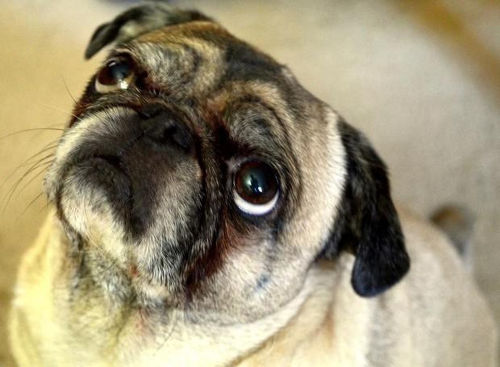 Cães braquicefálicos são mais propensos a sofrerem traumatismo ocular — Foto: ( Pixabay/ Jwskks5786/ CreativeCommons)