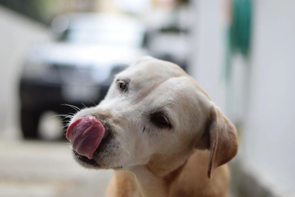 Além de petisco, coco verde pode servir como brinquedo para os cachorros — Foto: Unsplash/ Creative Commons