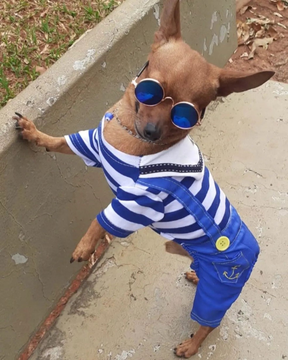 "Já estou me preparando para a copa", escreveu o pet influencer — Foto: Instagram/ dog_toninho/ Reprodução