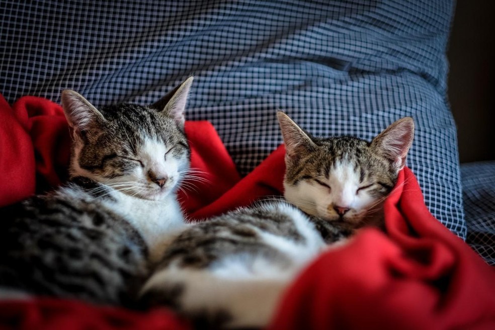 Estudo revela que um a cada quatro tutores de gatos consideram o pet um filho — Foto: ( Pexels/ Francesco Ungaro/ CreativeCommons)