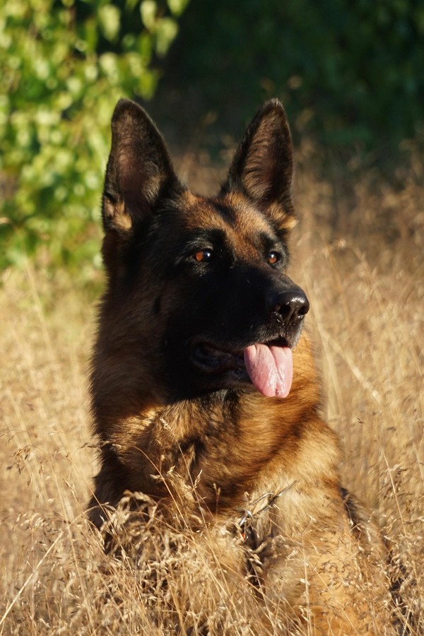 PASTOR ALEMÃO – Consulta Dog Vet