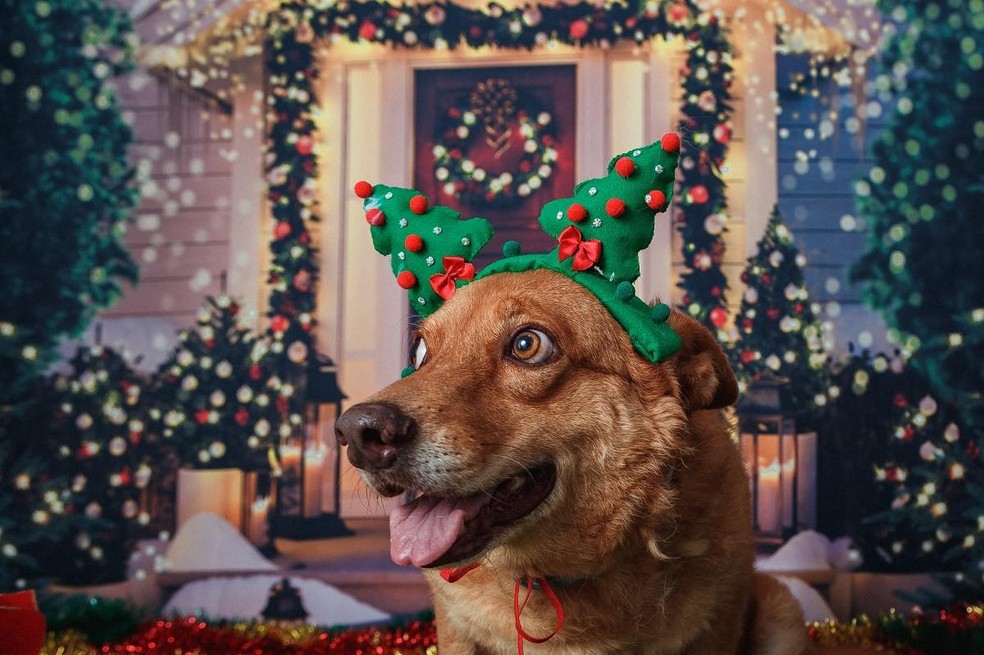 O cachorro Caramelo foi uma das estrelas do ensaio fotográfico da Vale — Foto: ( Vale/ Divulgação)