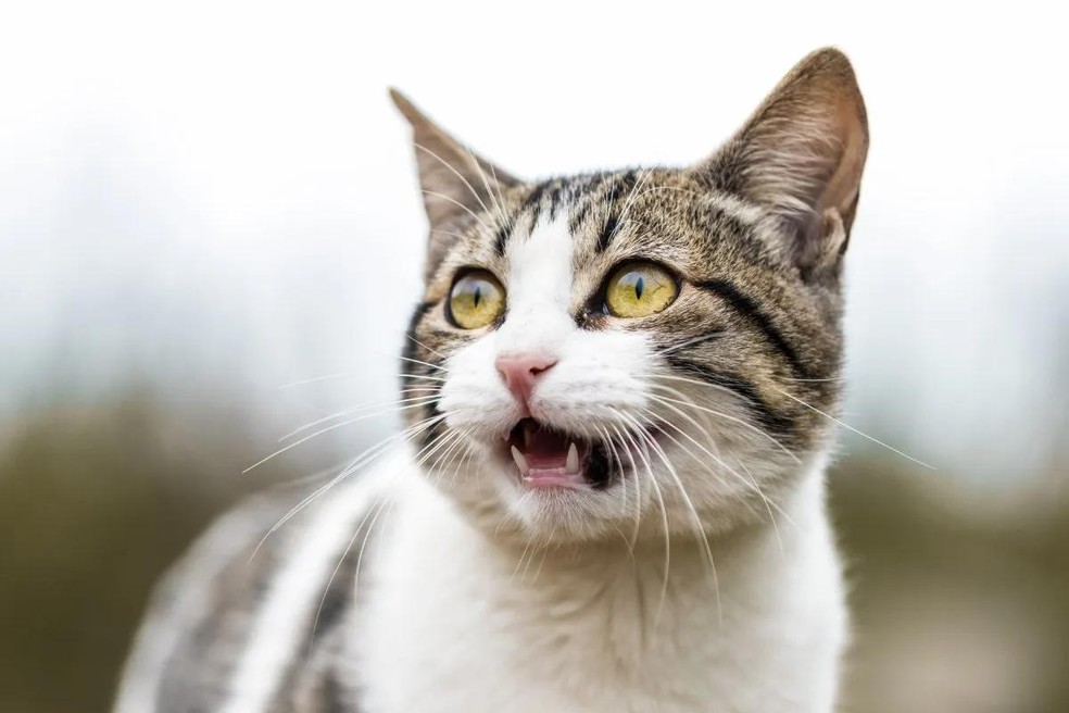 Barulhos altos podem levar o felino a alterar o seu comportamento e provocar medo, ansiedade e estresse — Foto: ( Unsplash/ Ariana Suárez/ CreativeCommons)