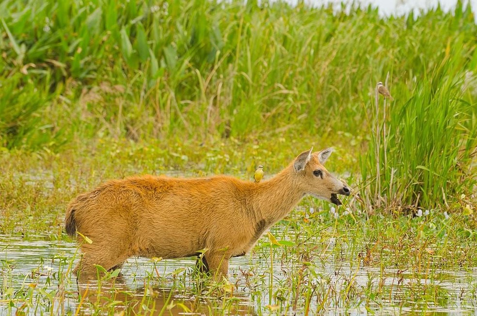 O cervo-do-pantanal conta com membranas interdigitais que facilitam o deslocamento em áreas alagadas — Foto: ( Leonel Baldoni/ Wikimedia Commons)