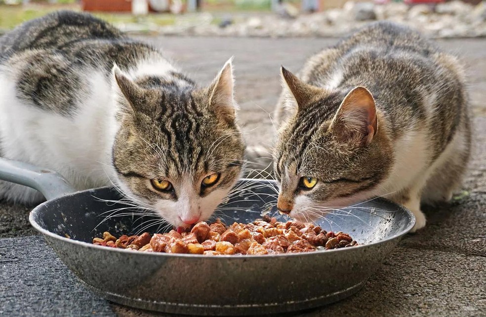 Os gatos possuem o olfato 20 vezes mais apurado que o nosso e têm apenas cerca de 470 papilas gustativas, contra mais de 9 mil dos humanos(Foto: Pixabay/Florian Bollmann/CreativeCommons) — Foto: ( Pixabay/Florian Bollmann/CreativeCommons)