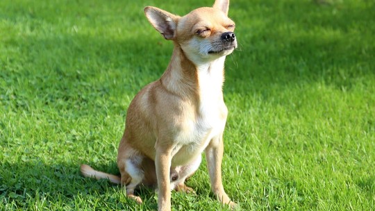 Chihuahua: tudo sobre a menor raça canina do mundo