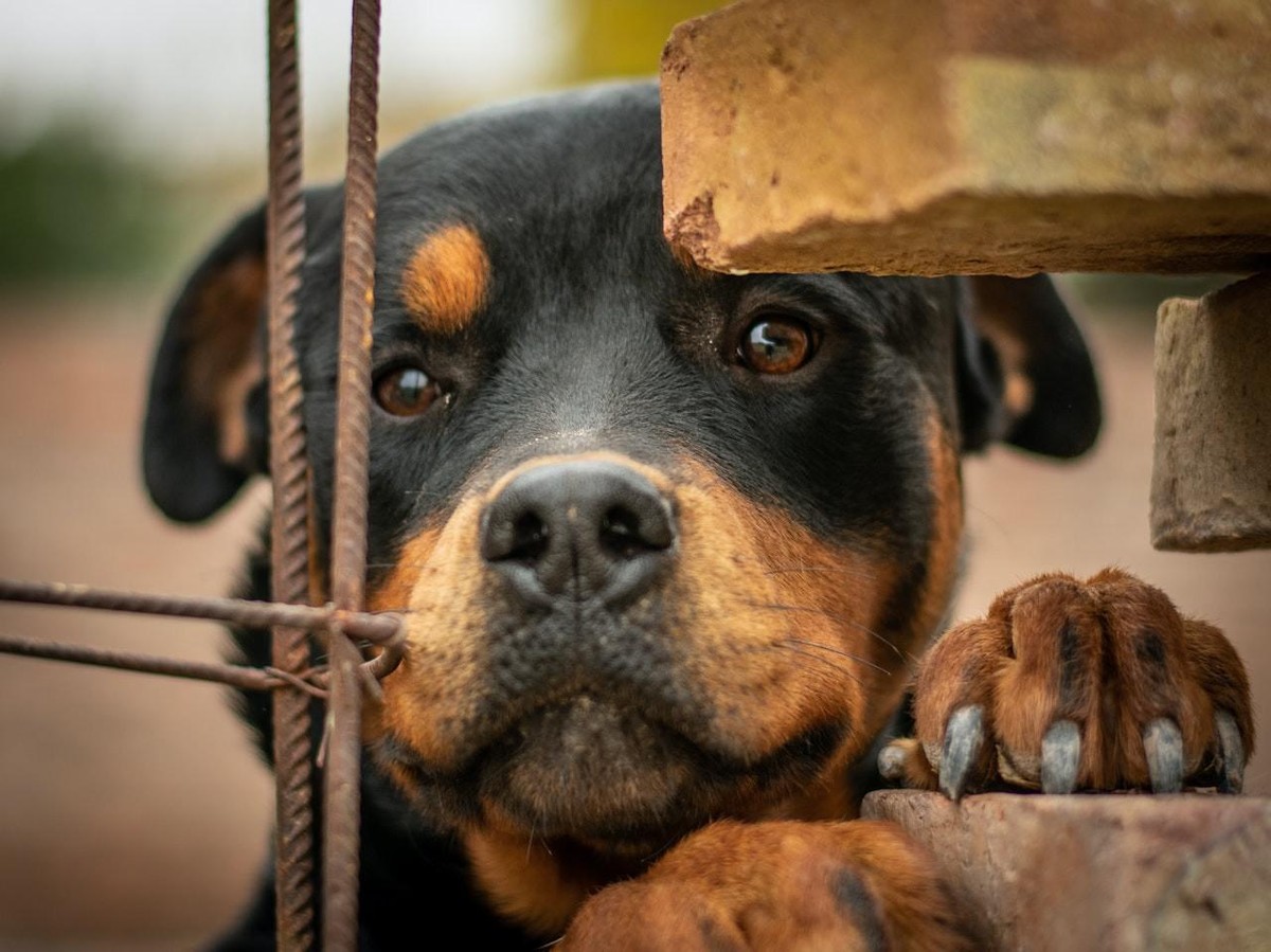 Rottweiler: cão robusto com forte instinto protetor | Raças | Vida de Bicho
