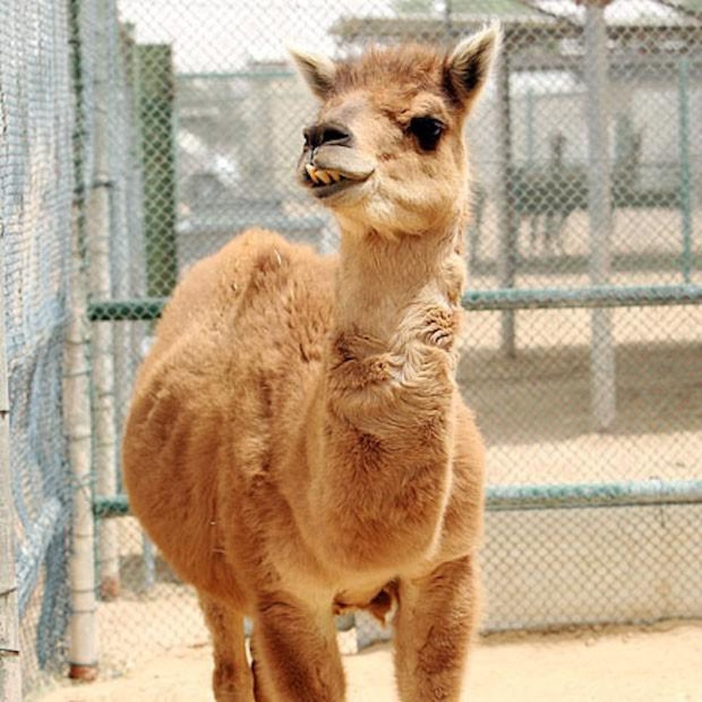Camas são a mistura de dromedários e lhamas — Foto: ( Dubai’s Camel Reproduction Centre/ Wikimedia Commons/ CreativeCommons)