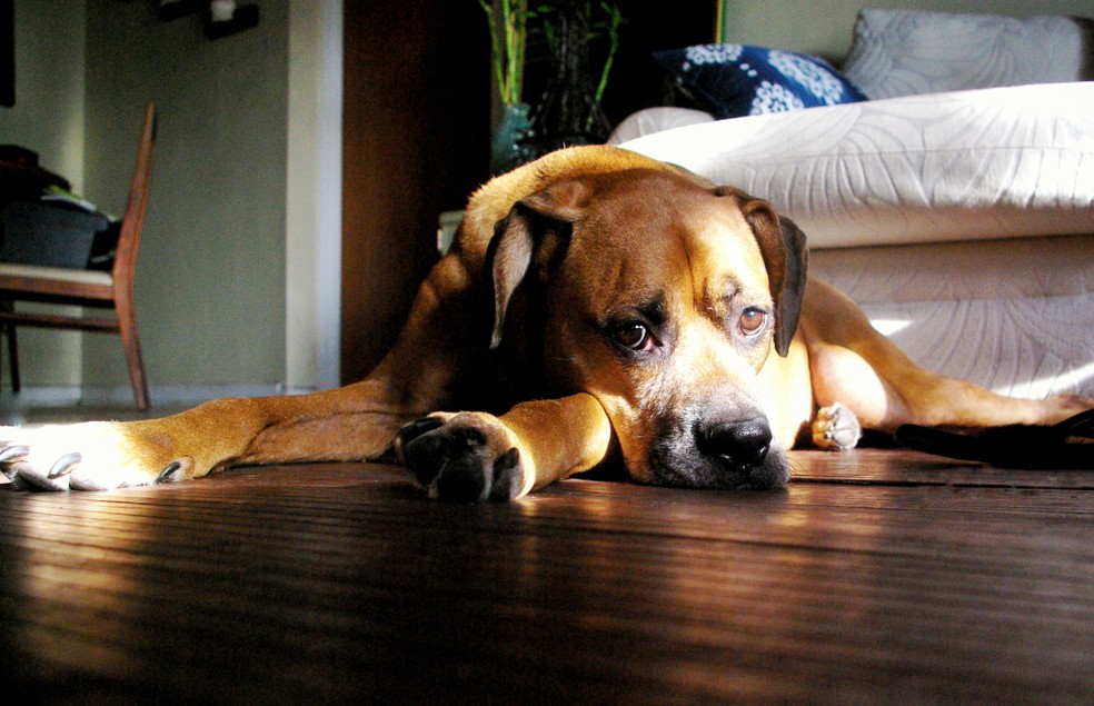 O tutor deve fazer um enriquecimento ambiental antes de deixar o cão sozinho  — Foto: Canva/ Creative Commons