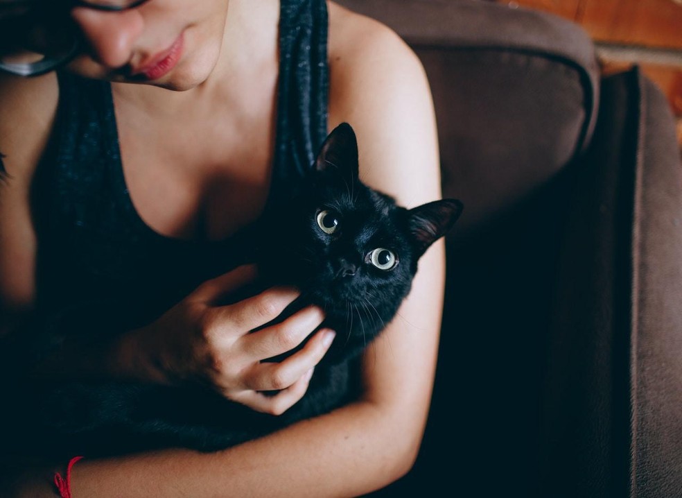 Pesquisa mostra como o preconceito com gatos pretos afeta a adoção dos felinos  — Foto: Pexels/ Helena Lopes/ CreativeCommons