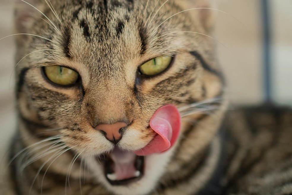 Uma das funções das papilas filiformes é remover o odor do alimento ingerido para que as presas e predadores não percebam a presença do gato — Foto: ( Unsplash/ Peter Neumann/ CreativeCommons)