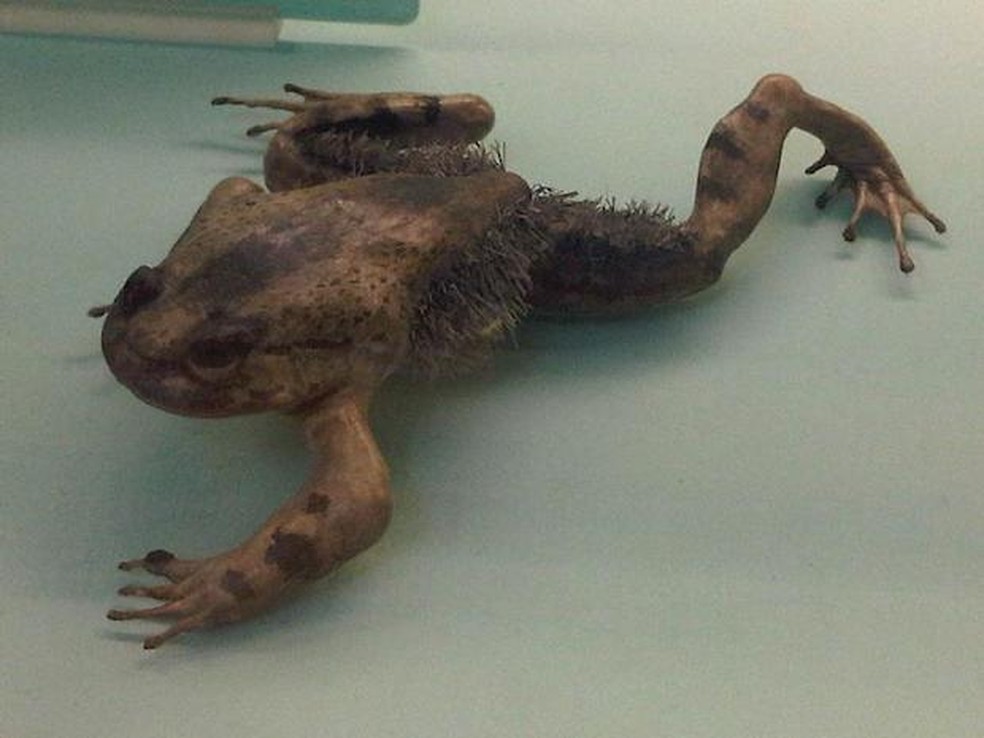 Sapo peludo - Trichobatrachus robustus no Museu de História Natural de Londres — Foto: ( Emőke Dénes/ Wikimedia Commons/ CreativeCommons)