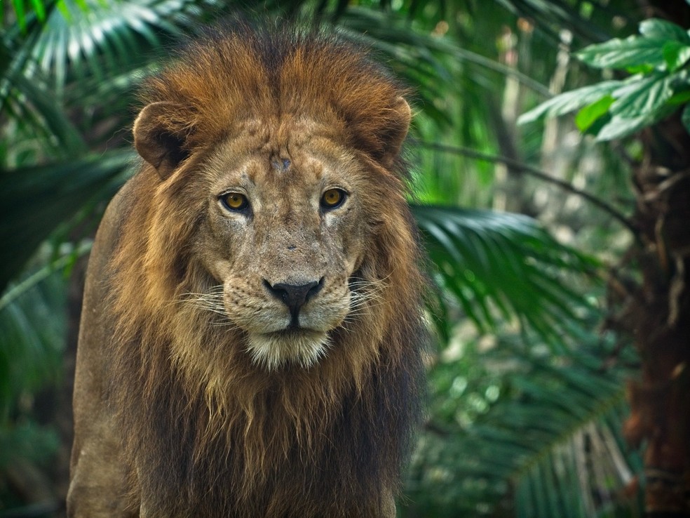A coloração e o volume da juba de um leão revela o estado de saúde do animal — Foto: Pexels/ Gareth Davies/ CreativeCommons