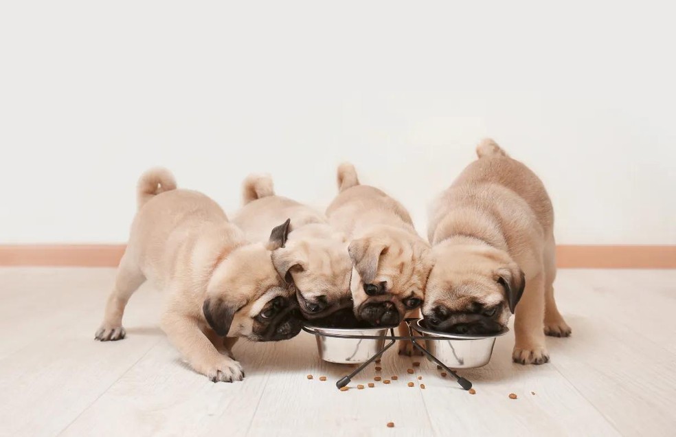O adestramento durante as refeições pode ajudar a diminuir a ansiedade nos cães — Foto: Canva/ CreativeCommons