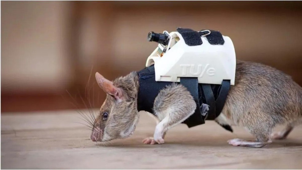 Ratos com mochilas estão em treinamento para fazer missões de busca e  resgate