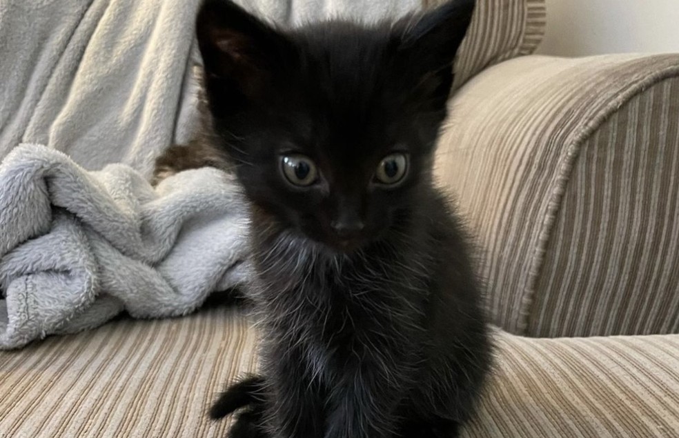  Sr. Peepers é um gato preto de personalidade forte  — Foto: Martin Bullock/ Divulgação